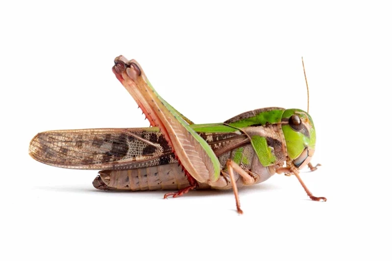 Khám phá vẻ đẹp của châu chấu trong tự nhiên