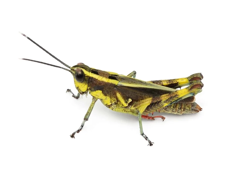 Ngắm cánh dài tinh tế của châu chấu cánh dài