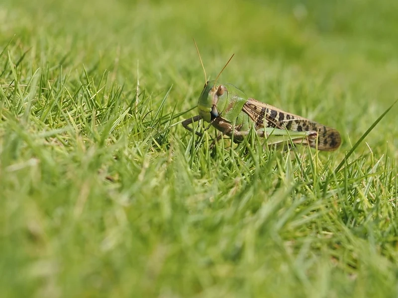 Sắc màu rực rỡ là châu chấu màu xanh