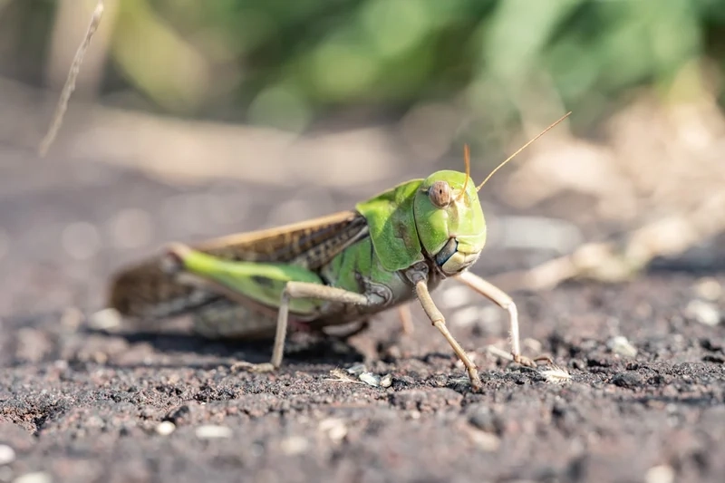 Hòa mình ngoài trời cùng châu chấu ngoài trời