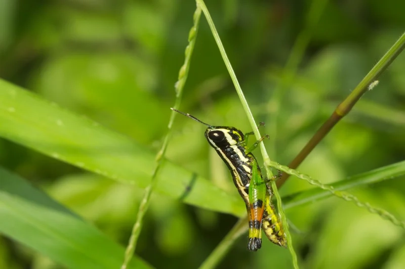Nghệ thuật sống động nhờ châu chấu nghệ thuật