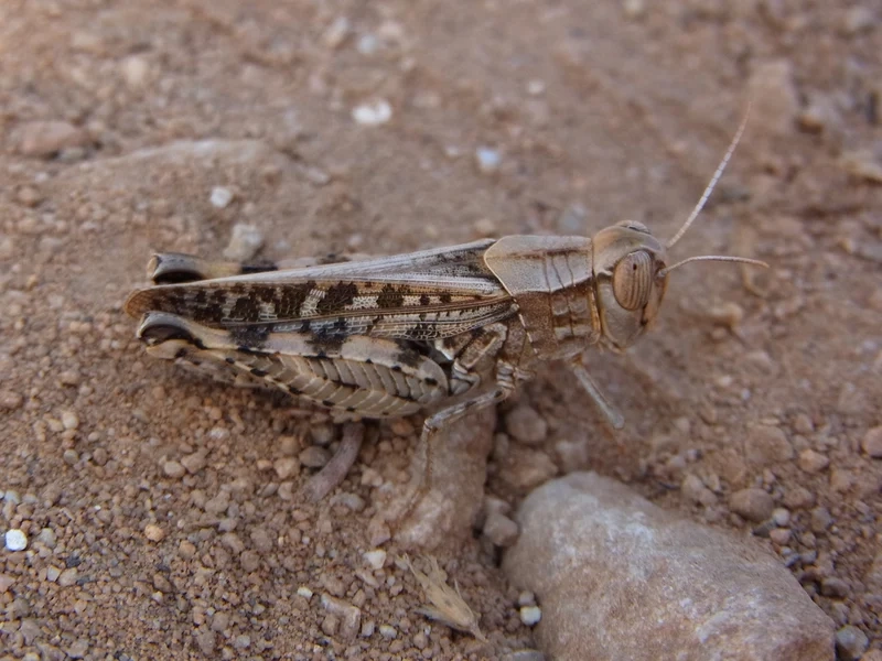 Sắc nét tuyệt đối với châu chấu độ nét cao