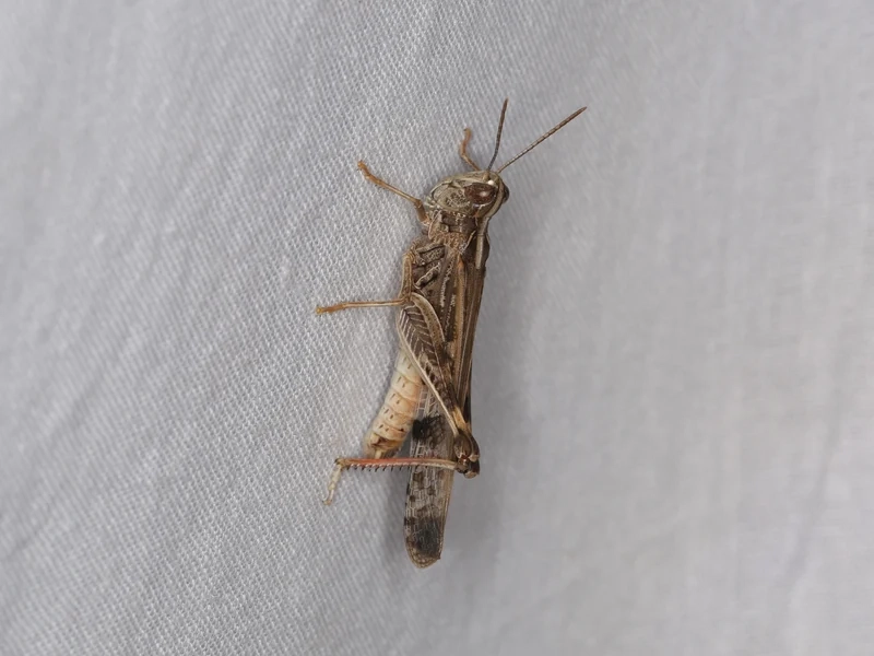 Đặc điểm nổi bật tạo nên sức sống châu chấu