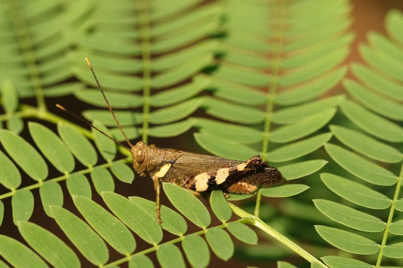 Vai trò quan trọng trong tự nhiên là châu chấu hệ sinh thái