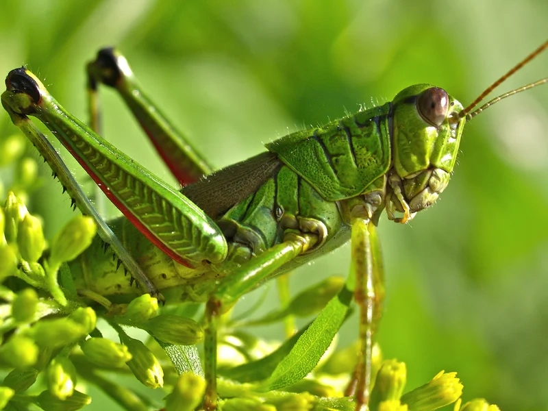 Hình ảnh sống động và rõ ràng là châu chấu hình ảnh rõ