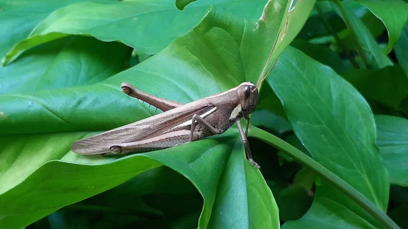 Từng chi tiết tinh xảo là châu chấu chi tiết