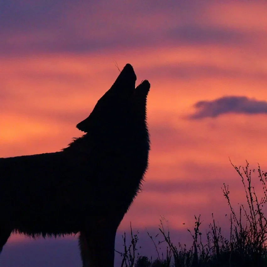 Chó sói hú vang vọng giữa rừng đêm