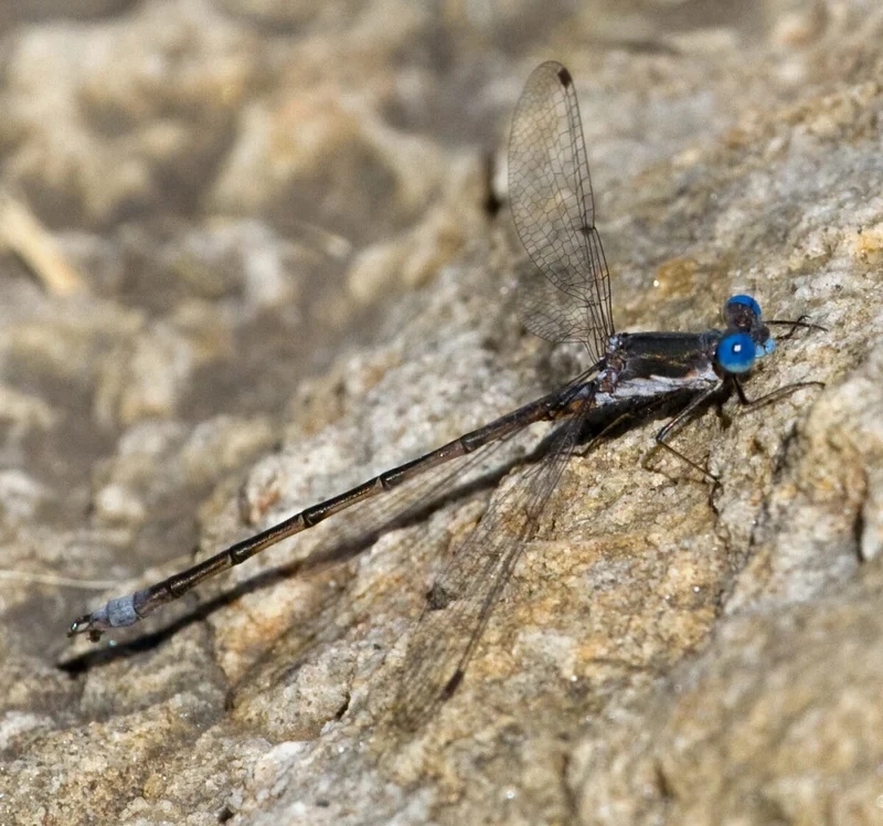 Gần hơn với thiên nhiên nhờ chuồn chuồn kim cận cảnh