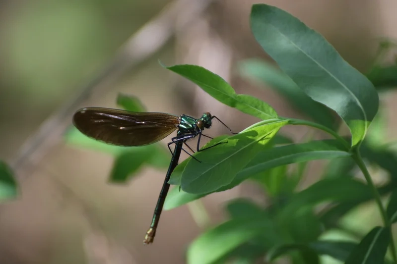 Hiếm thấy và tinh tế là chuồn chuồn kim đẹp nhất
