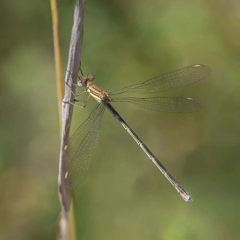 Khám phá cánh bướm Việt Nam với chuồn chuồn kim việt nam