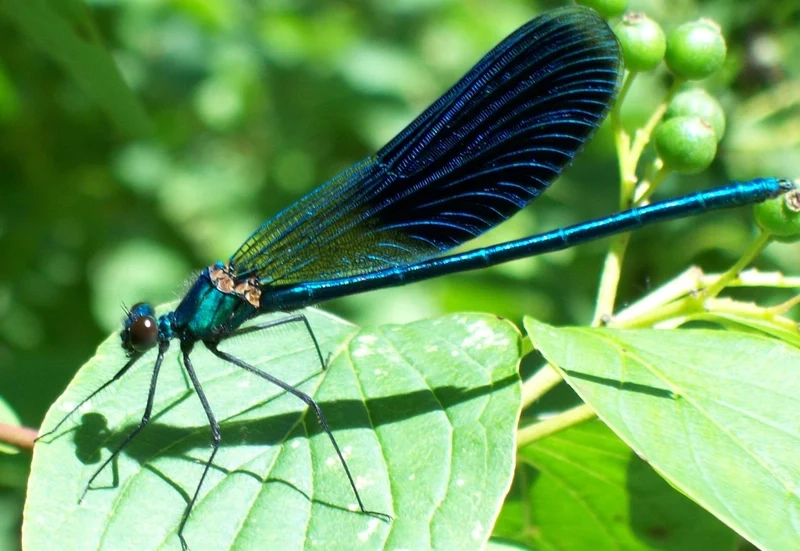 Sáng sủa và rực rỡ là chuồn chuồn kim ban ngày