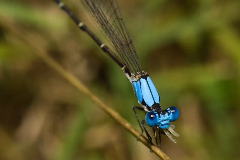 Tạo cảm hứng thiên nhiên với chuồn chuồn kim nền thiên nhiên