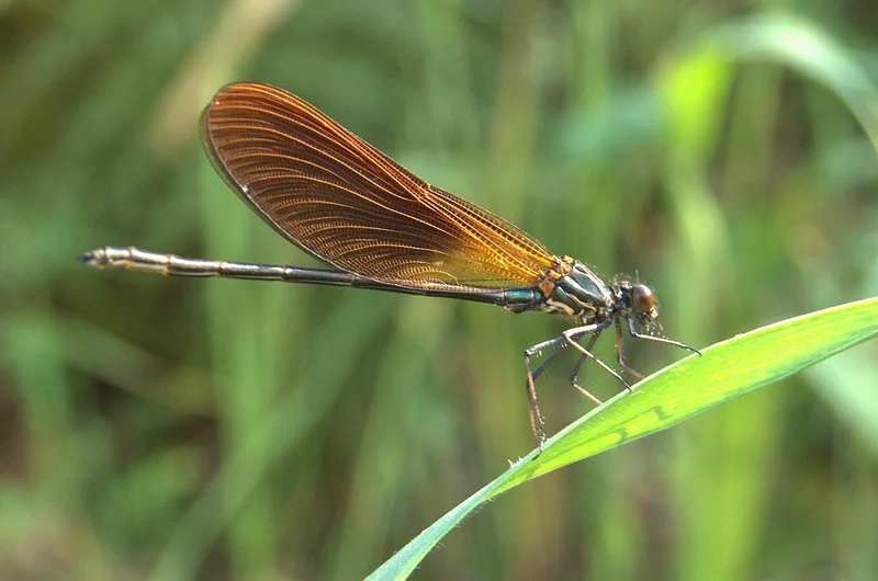 Đặc điểm nổi bật tạo nên vẻ đẹp chuồn chuồn kim