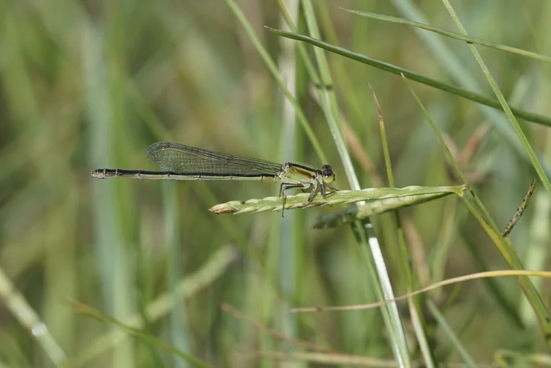 Khám phá môi trường sống của chuồn chuồn kim môi trường sống
