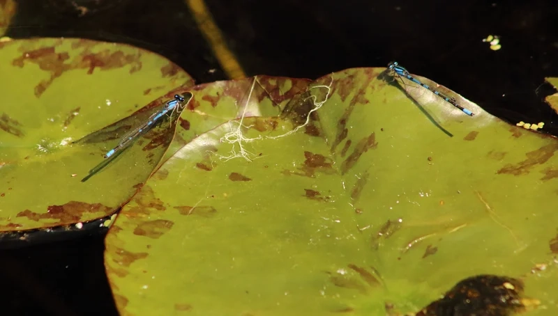 Ngắm cánh mảnh tinh tế của chuồn chuồn kim cánh mảnh