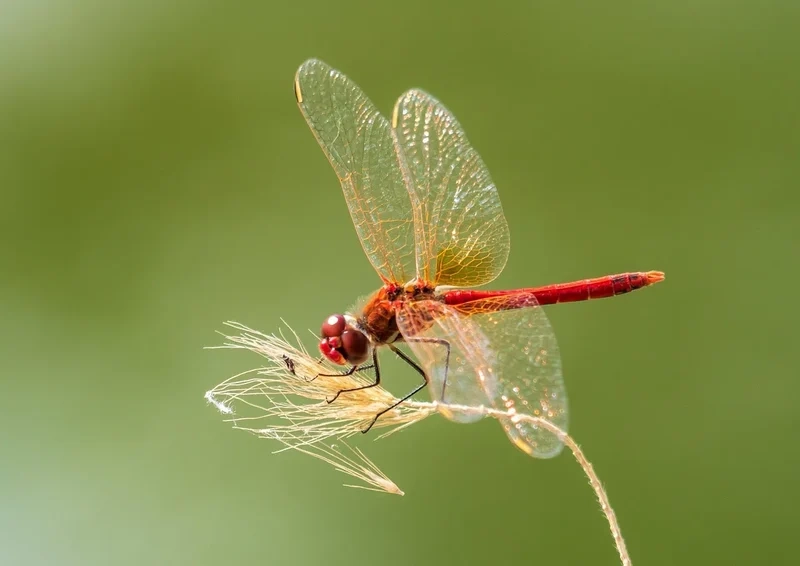 Trọn bộ chuồn chuồn ớt đẹp không thể bỏ qua