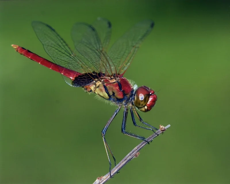 Ngắm chuồn chuồn ớt hoang dã tự do bay lượn