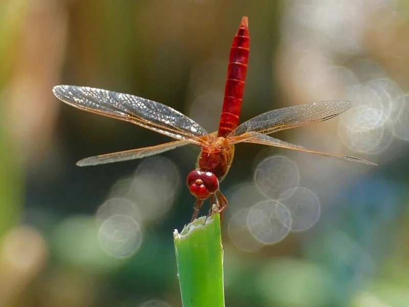 Chiêm ngưỡng chuồn chuồn ớt cánh mỏng mỏng manh rực rỡ
