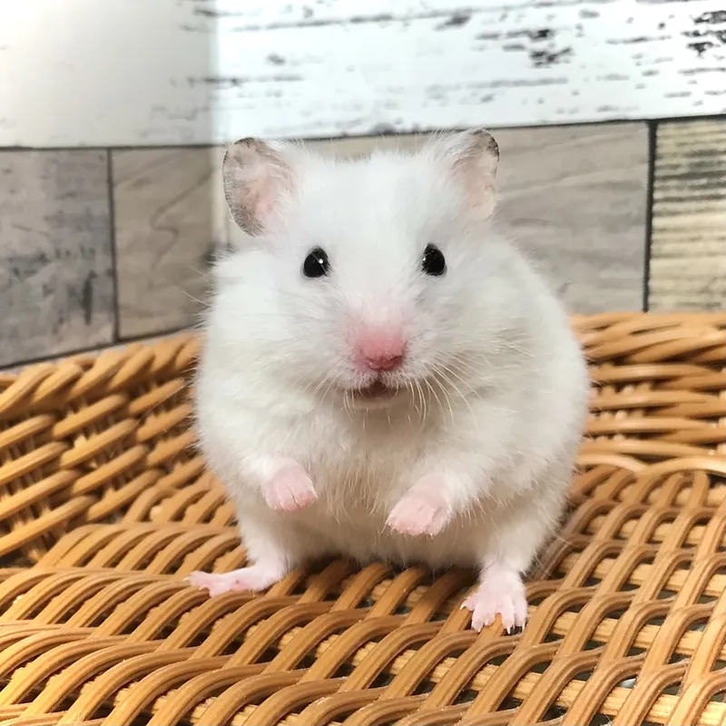 Chú chuột Hamster Winter White xám