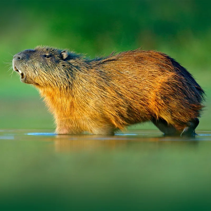Ngắm nhìn mẫu Capybara Việt Nam