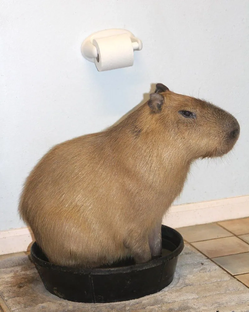 Cách chăm sóc chuột lang nước tại nhà