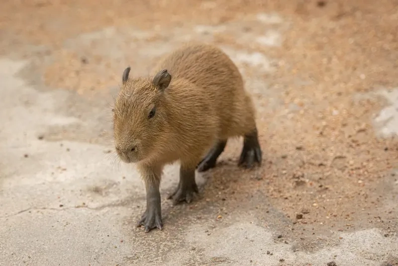 Sự kết hợp Capybara và các loài vật khác