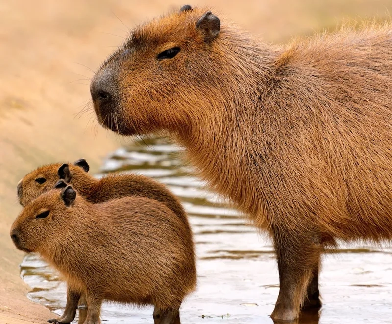 Đặc trưng môi trường sống của Capybara