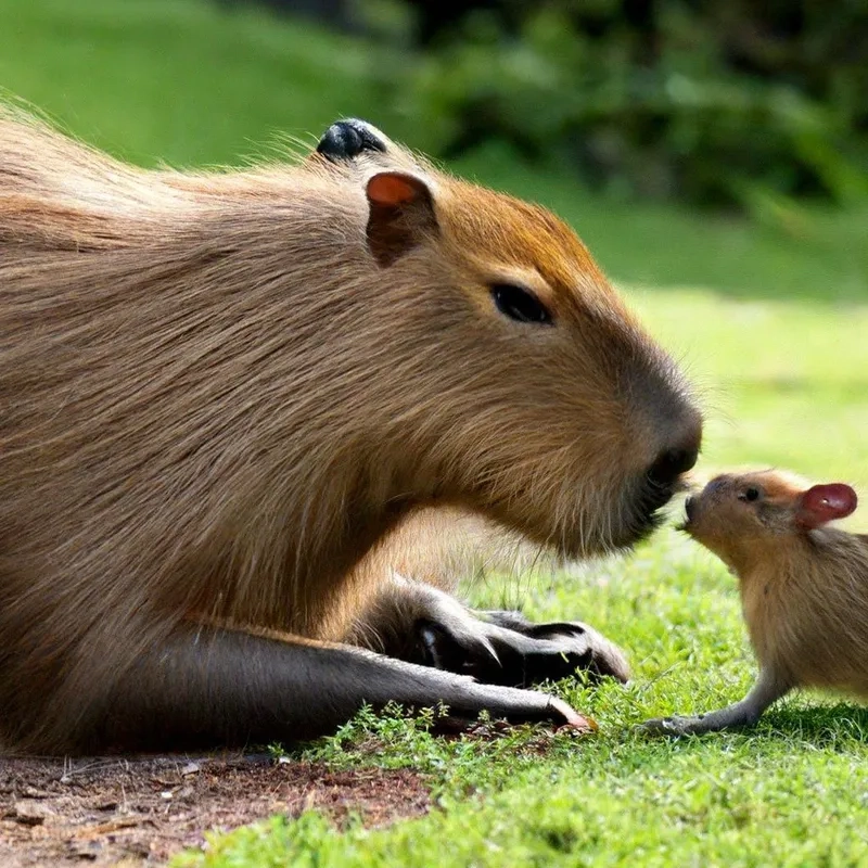 Tìm hiểu xem Capybara ăn gì sạch