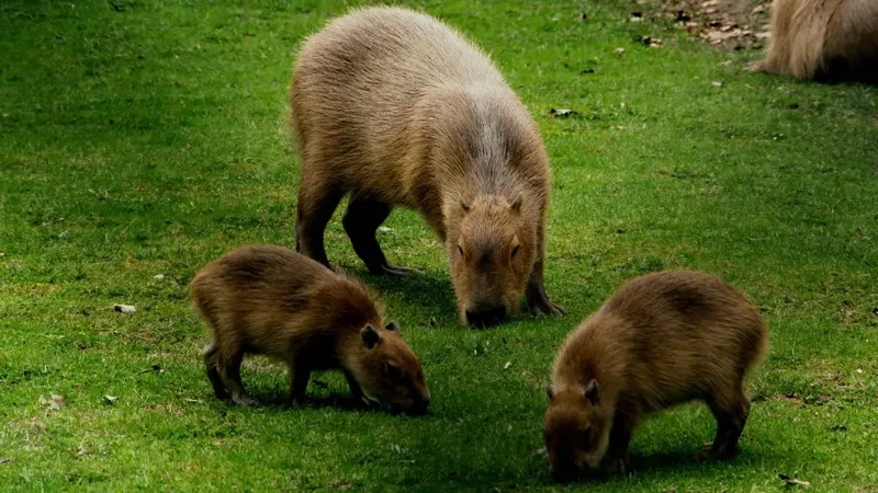 Tư vấn mua Capybara ở đâu uy tín