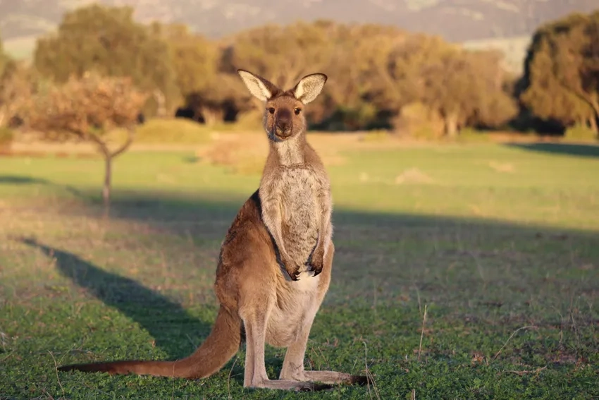 Khám phá thức ăn chuột túi kangaroo trong tự nhiên