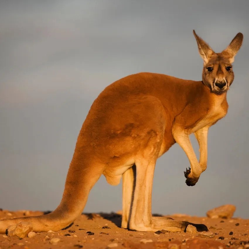 Động vật chuột túi nhảy khỏe mạnh và năng động