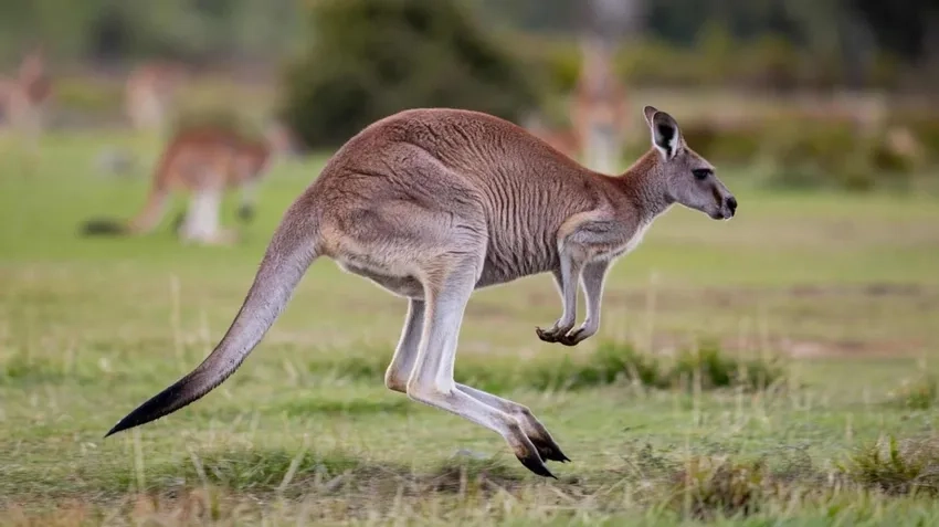 Chuột túi kangaroo con theo mẹ khám phá thiên nhiên