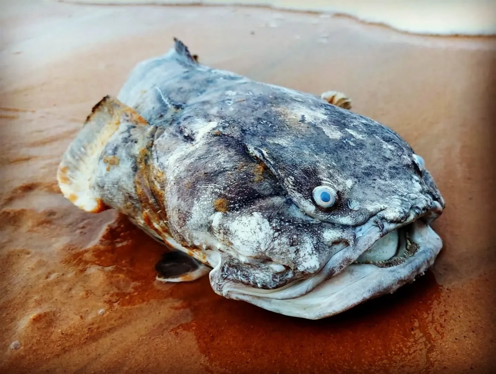 Cận cảnh loài cóc biển ngụy trang tinh vi trên rạn san hô