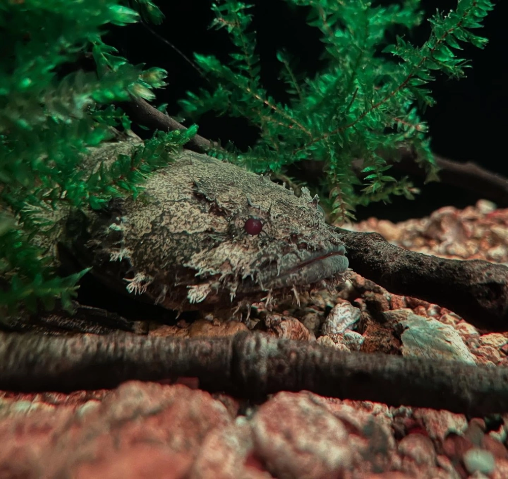 Vẻ đẹp huyền bí của hệ sinh thái sinh vật đại dương