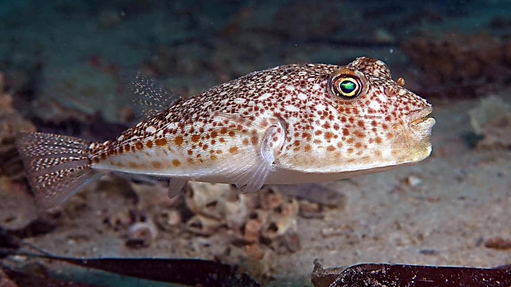 Toàn cảnh đại dương bao la với các loài thú biển lớn