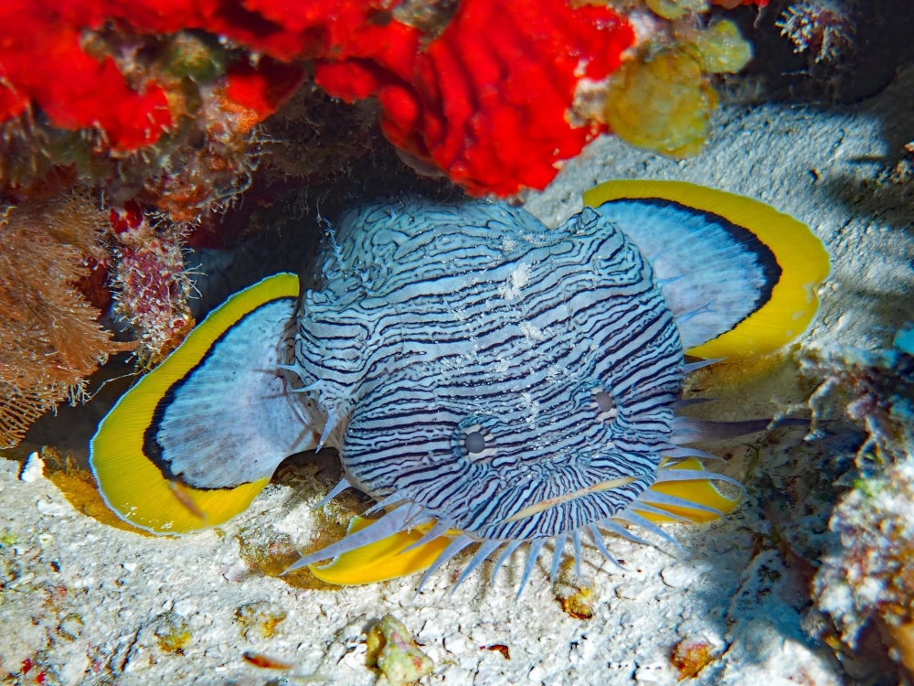 Khoảnh khắc hiếm gặp của loài cóc biển khi mở miệng