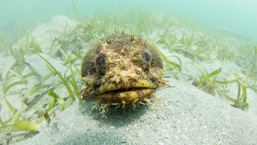 Màu sắc tương phản giữa sinh vật biển và môi trường sống