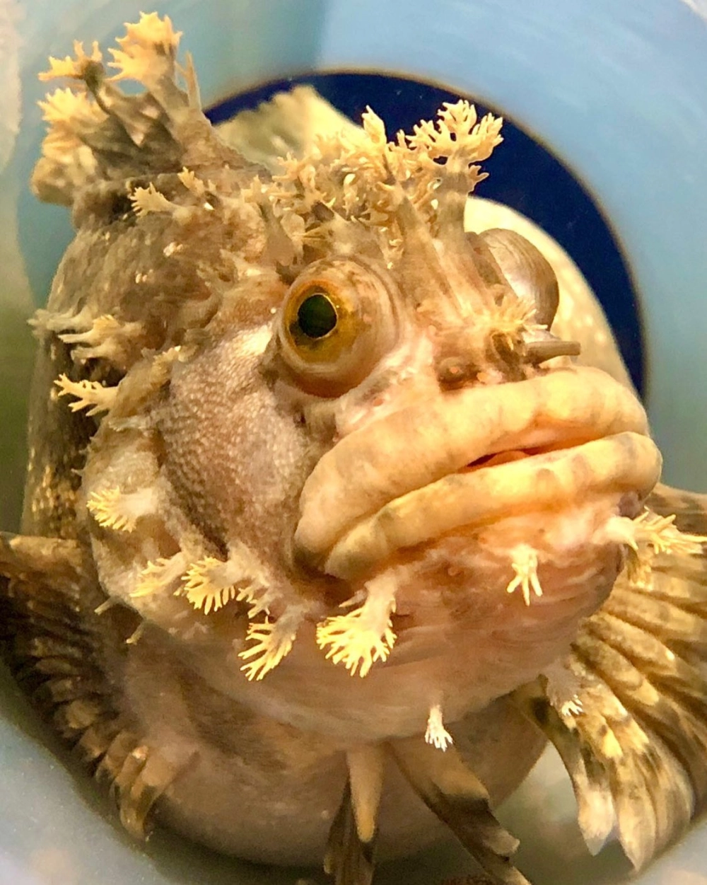 Hình ảnh cá cóc biển sần sùi ẩn mình trong hốc đá