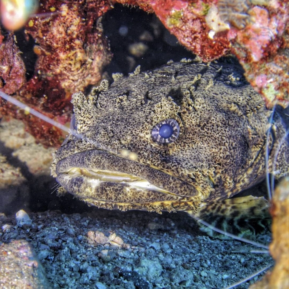 Những loài cá đặc biệt sinh sống tại rạn san hô nhiệt đới