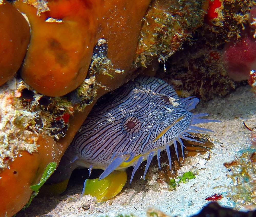 Sinh vật đại dương với vẻ ngoài kỳ lạ dưới đáy biển