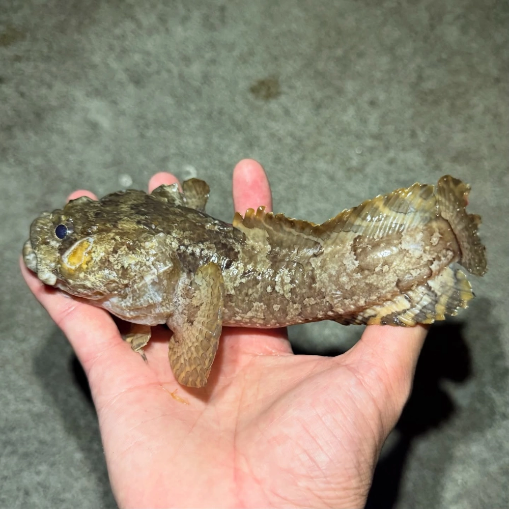 Cá cóc biển màu vàng rực rỡ giữa đám san hô