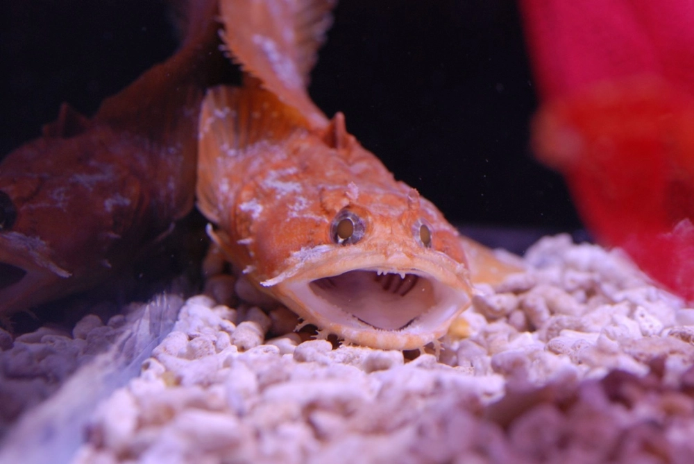 Những rạn san hô rực rỡ là nơi cư trú của cá nhỏ