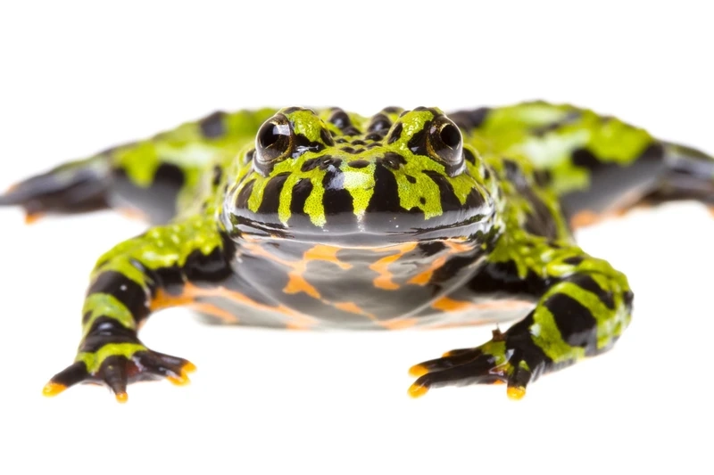 Đặc điểm nổi bật của cóc tía kỳ lạ