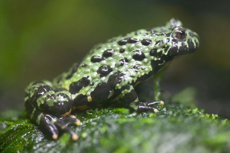 Ngắm cóc tía đẹp rực rỡ và sinh động