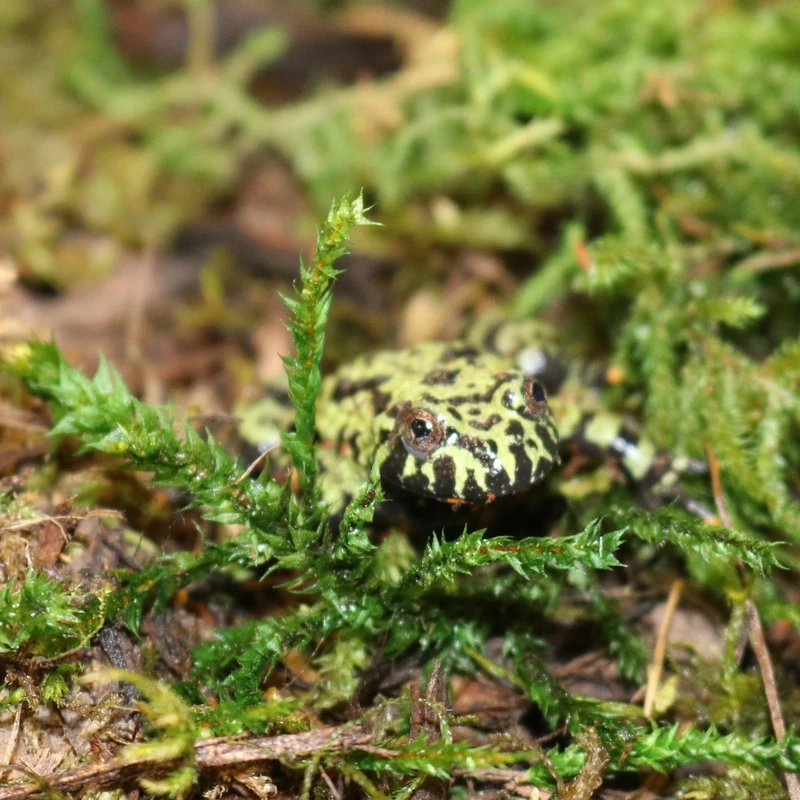 Top cóc tía phổ biến được yêu thích tại Việt Nam