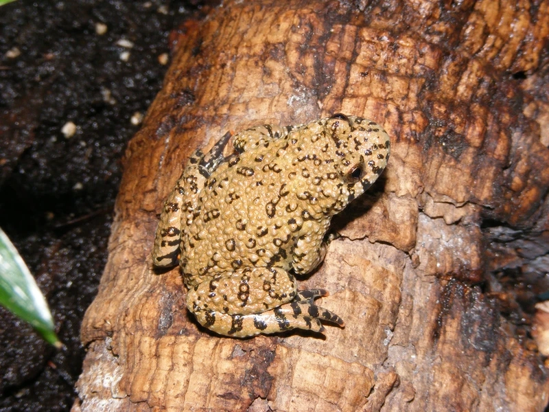 Tạo khung hình đẹp với cóc tía chụp ảnh rực rỡ