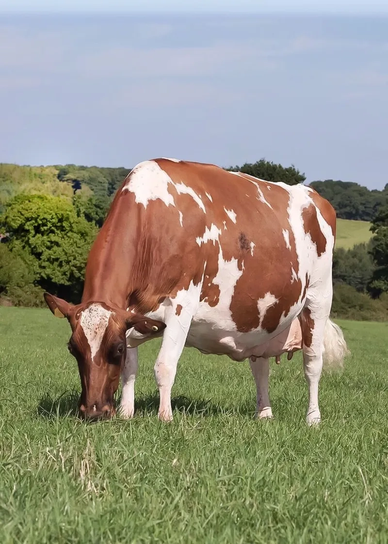 Chi tiết quy trình vắt sữa bò