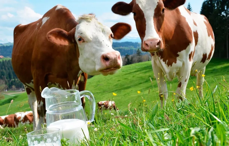 Các mô hình chăn nuôi bò sữa mới