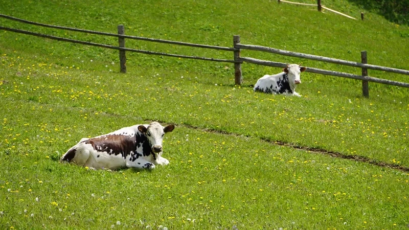 Nguồn sữa bò tươi nguyên chất thơm