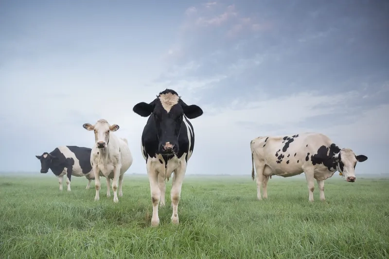 Cách chăm sóc bò sữa con mới sinh